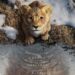 “Mufasa: O Rei Leão” ganha trailer e pôster oficiais; confira