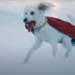 Superman e Krypto Inspiram Adoção de Cachorros: Buscas por ‘Adotar um Cão’ Disparam 513%