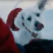 Ozu: O Cão Real que Inspirou Krypto, o Supercão do Novo Filme do Superman